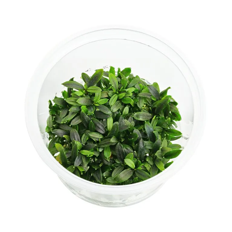 Bucephalandra Maia "in vitro"