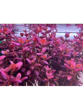 Bacopa Salzmanni Purple