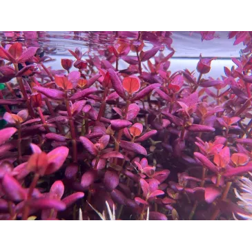 Bacopa Salzmanni Purple