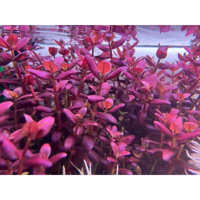 Bacopa Salzmanni Purple