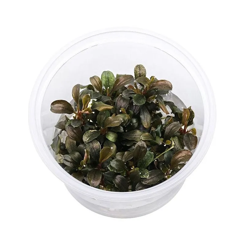 Bucephalandra Theia red "in vitro"