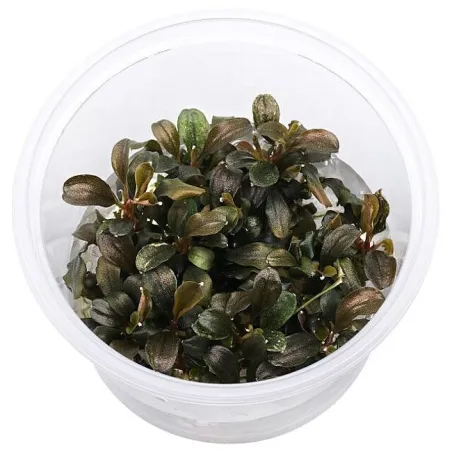 Bucephalandra Theia red "in vitro"