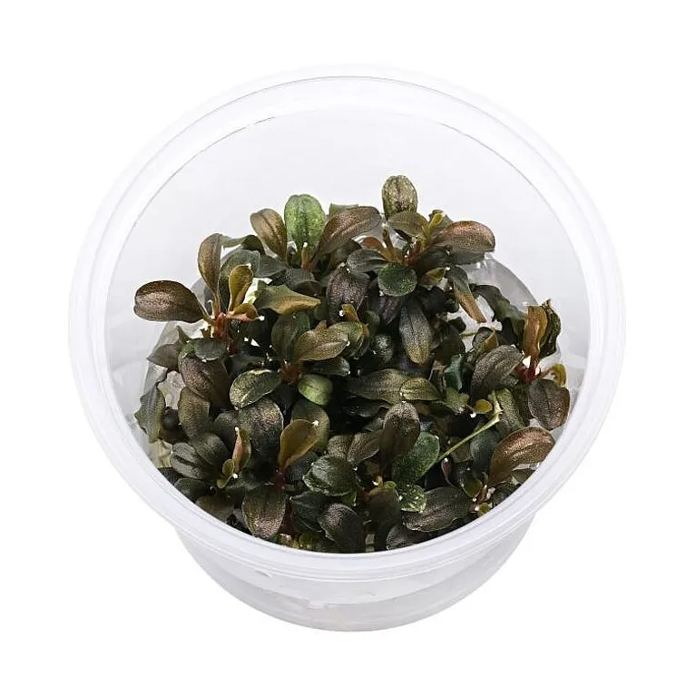 Bucephalandra Theia red "in vitro"