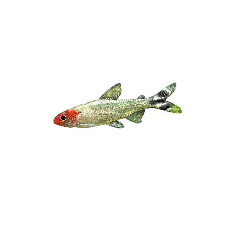 Hemigrammus rhodostomus