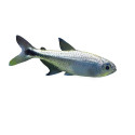 Hemigrammus rodwayi