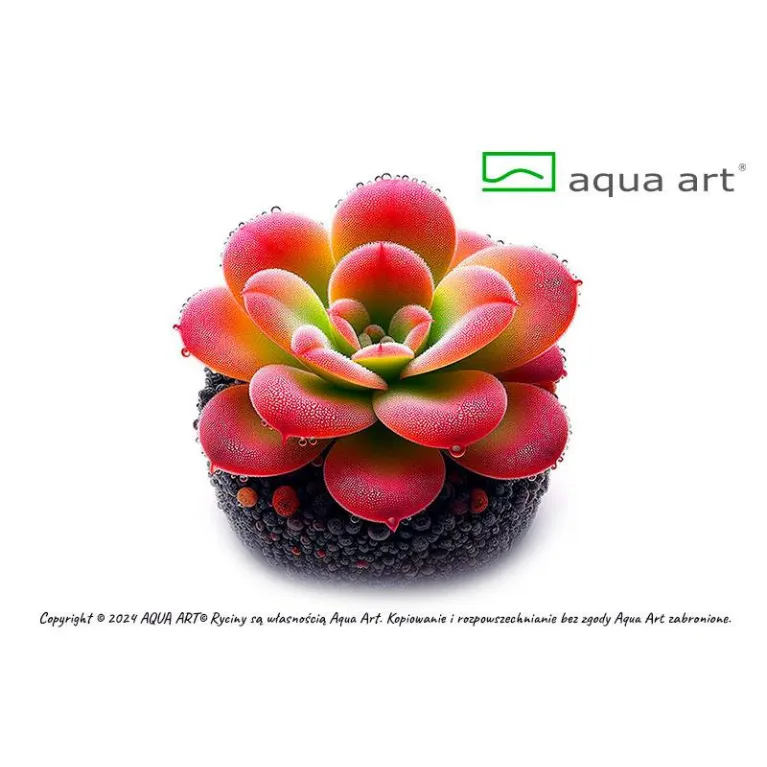 Nepenthes macfarlanei in vitro