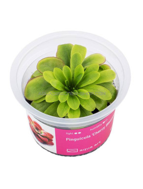 pinguicula cherry blossom in vitro