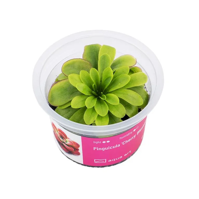 Nepenthes macfarlanei in vitro