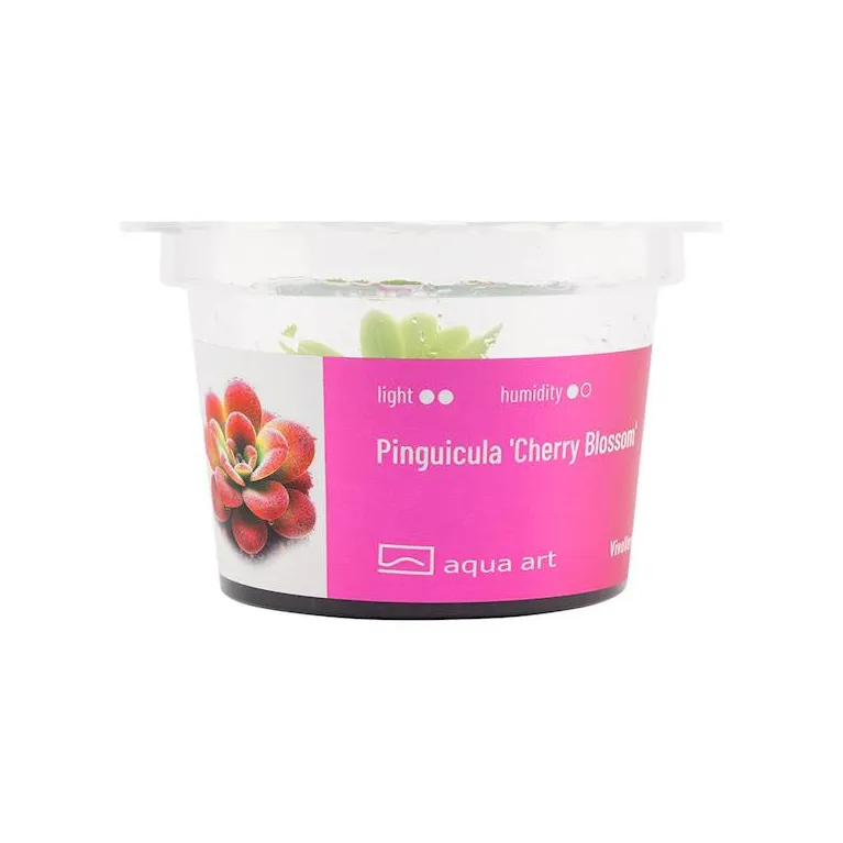 Nepenthes macfarlanei in vitro