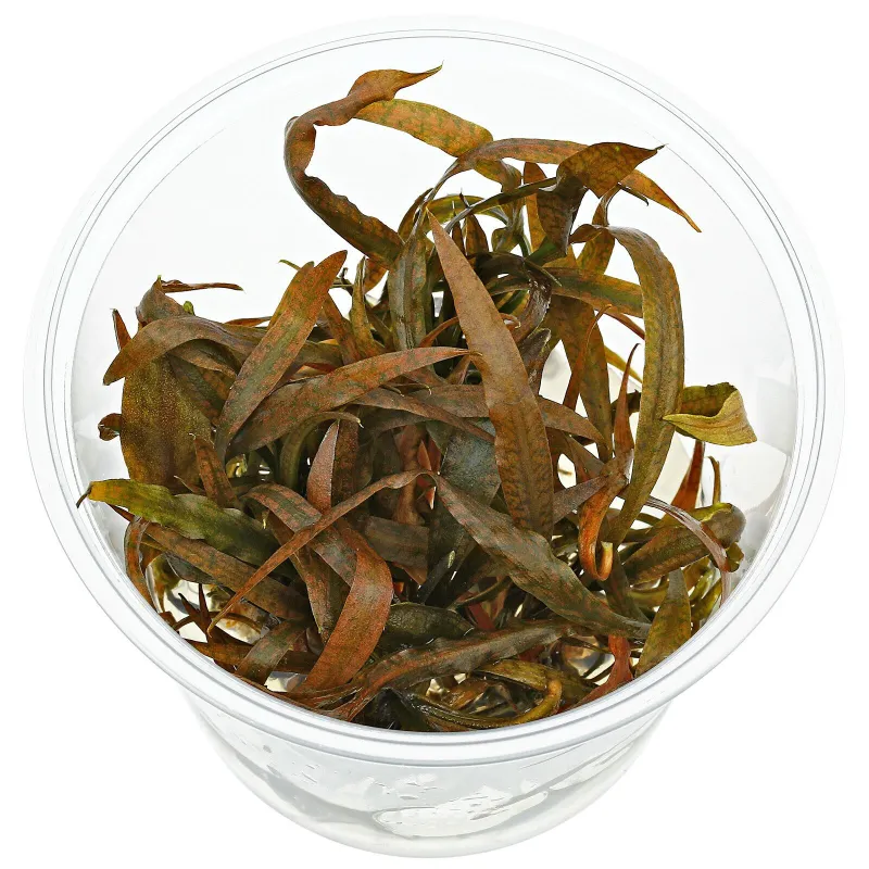 Cryptocoryne Spiralis Tiger ADA in vitro