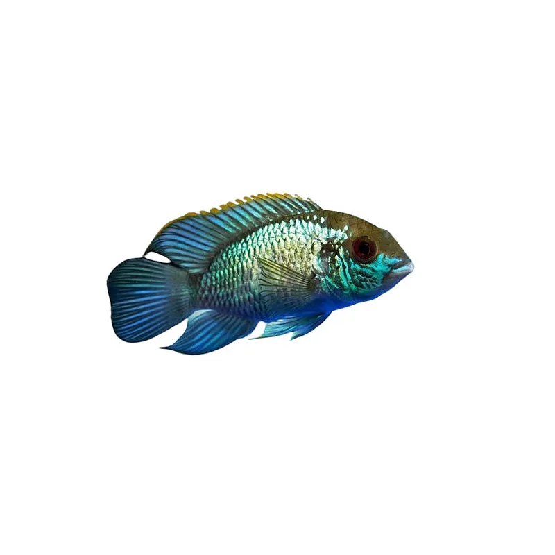 Andinoacara pulcher (Acara Bleu)