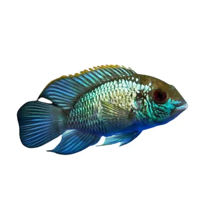 Andinoacara pulcher (Acara Bleu)