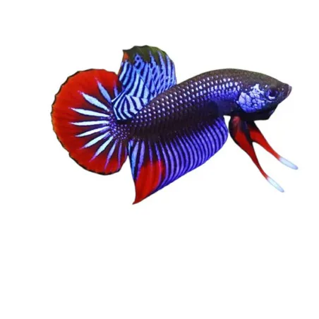 Betta imbellis blue grade AAA