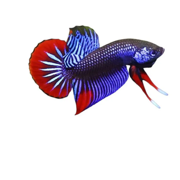 Betta imbellis blue grade AAA