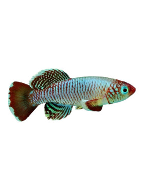 Nothobranchius egersi