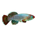 Nothobranchius egersi