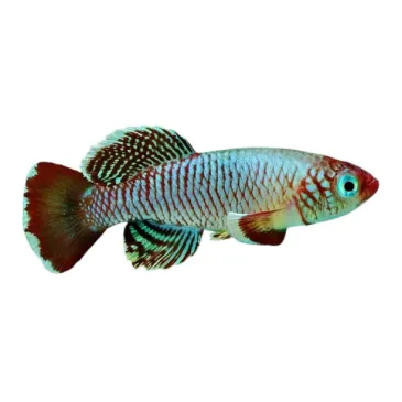 Nothobranchius eggersi