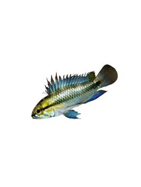 Apistogramma Trifasciata