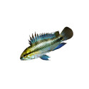 Apistogramma Trifasciata