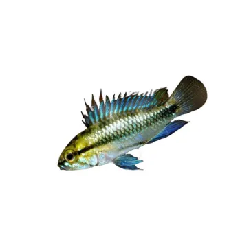 Apistogramma Trifasciata