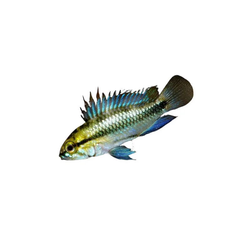 Apistogramma Trifasciata