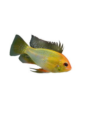 Mikrogeophagus Ramirezi Gold
