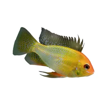 Mikrogeophagus Ramirezi Gold