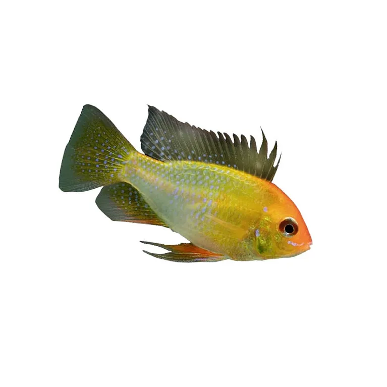 Mikrogeophagus Ramirezi Gold