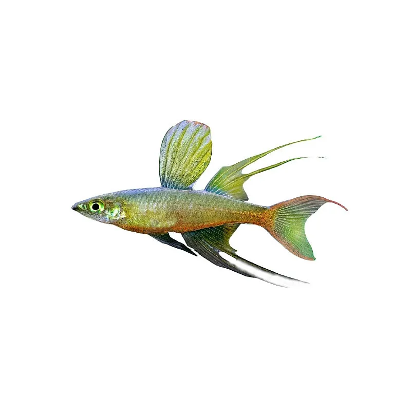 poisson Filigrane - Iriatherina werneri