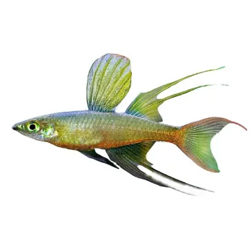 poisson Filigrane - Iriatherina werneri