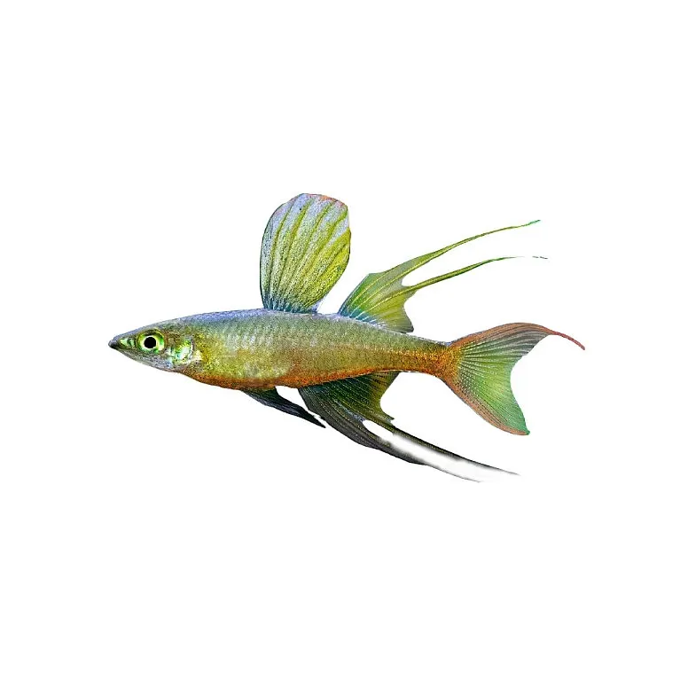 poisson Filigrane - Iriatherina werneri