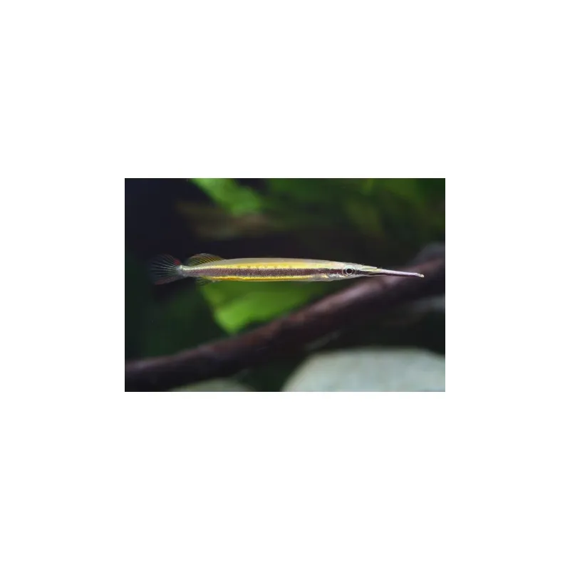 Hemirhamphodon Tengah