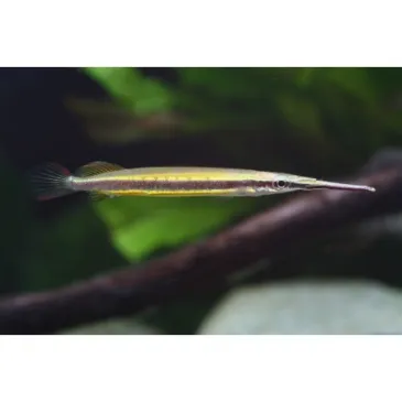 Hemirhamphodon Tengah