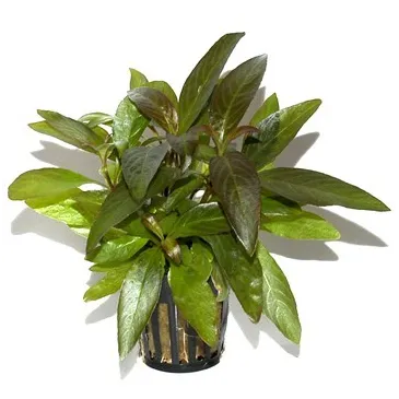 Hygrophila 'Siamensis'