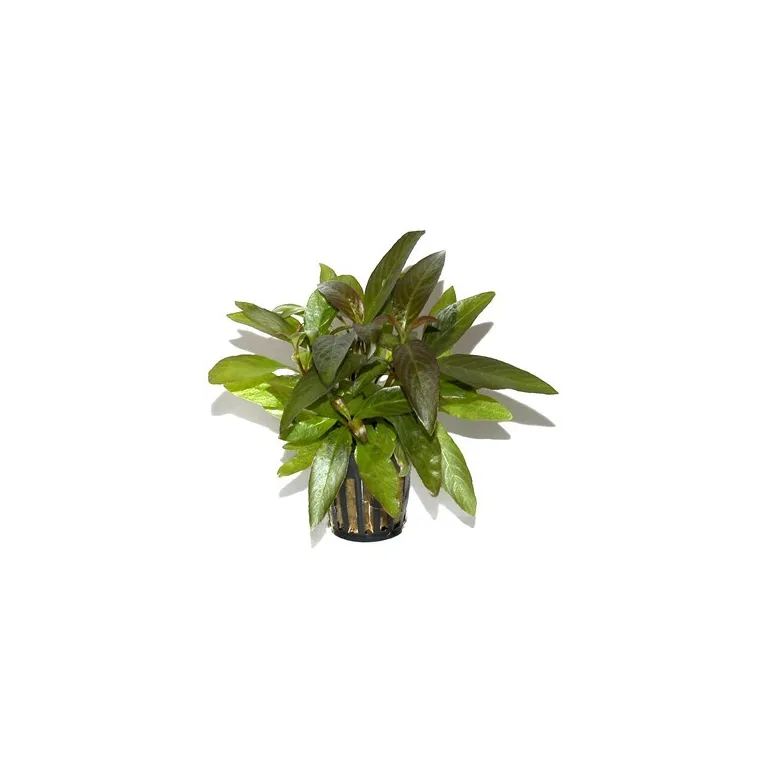 Hygrophila 'Siamensis'