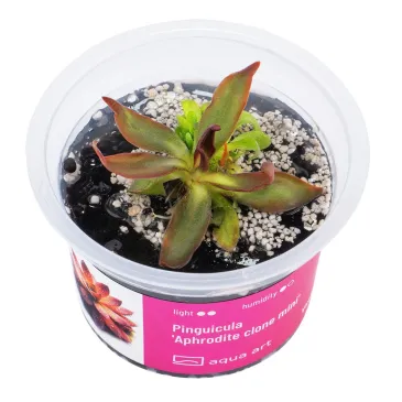 pinguicula 'aphrodite clone mini' in vitro