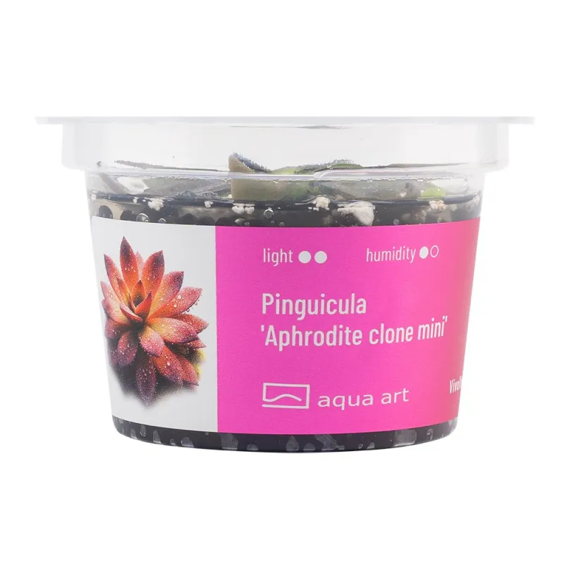 pinguicula 'aphrodite clone mini' in vitro