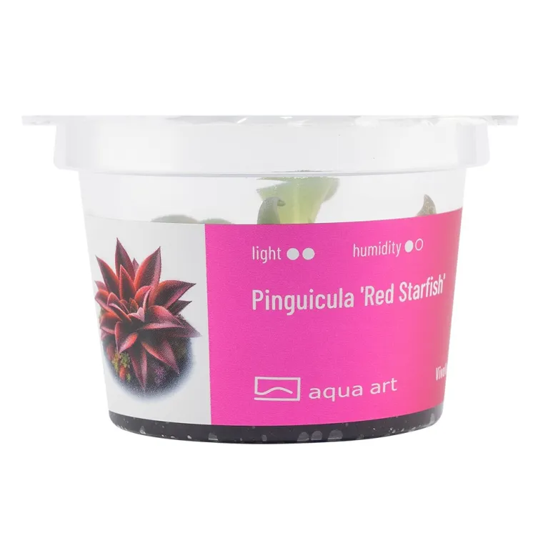 pinguicula 'Red starfish' in vitro