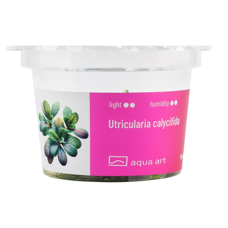 Utricularia calycifida