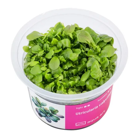 Utricularia calycifida