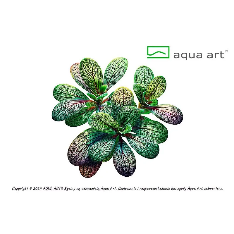 Utricularia calycifida