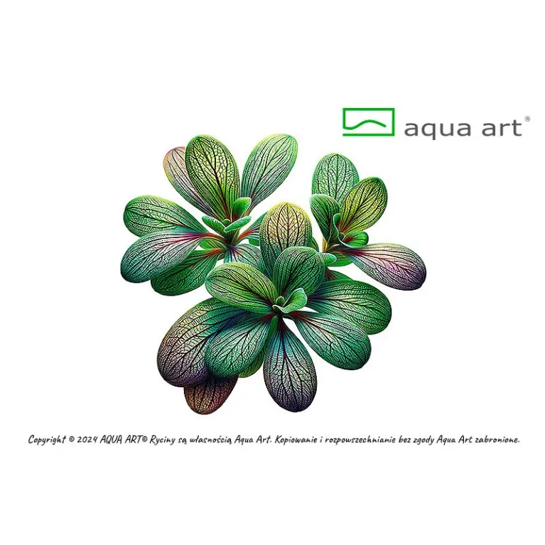 Utricularia calycifida