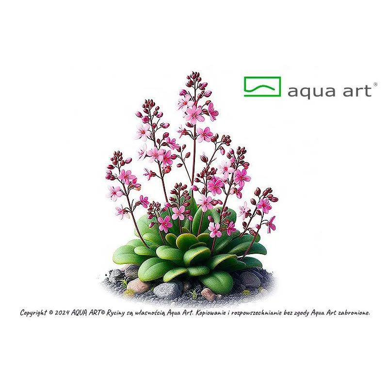 Stylidium debile in vitro