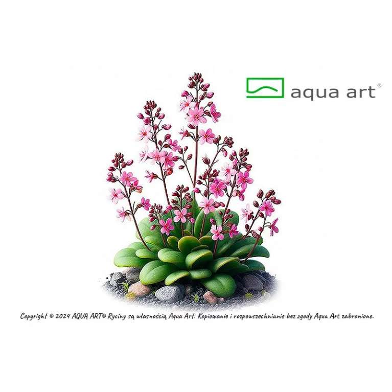 Stylidium debile in vitro