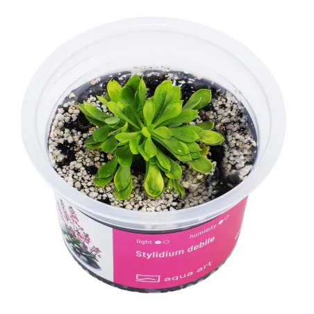 Stylidium debile in vitro