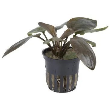 Lagenandra meeboldii 'Red'