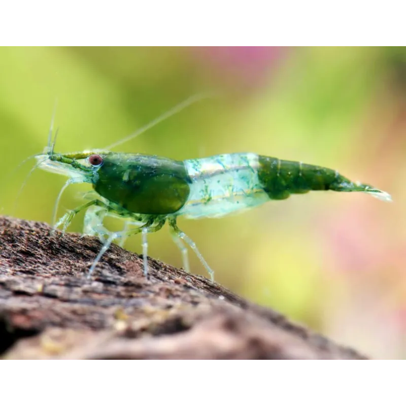 Rili green jade neocaridina davidii