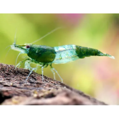 Rili green jade neocaridina davidii