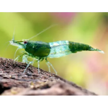 Rili green jade neocaridina davidii