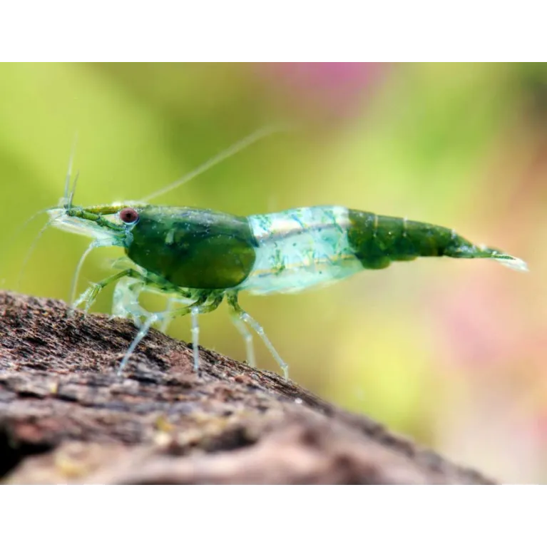 Rili green jade neocaridina davidii